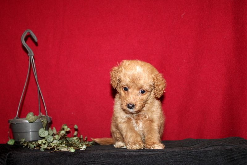 puppy, for, sale, Mini GoldenDoodle F2BB, Matthew B. Stoltzfus, dog, breeder, Gap, PA, dog-breeder, puppy-for-sale, forsale, nearby, find, puppyfind, locator, puppylocator, aca